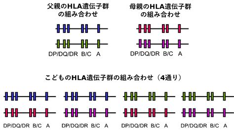 hla遺伝子 キス|HLAってなに？